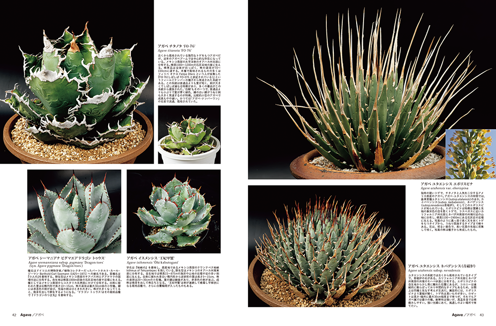 珍奇植物 ビザールプランツと生きる つくりら 美しい手工芸と暮らし